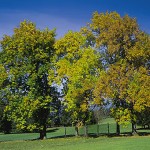 KINOTAKARA: Το φυσικό μας «όπλο» για αποτοξίνωση  