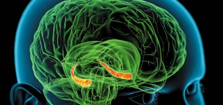 inspireyourlife_hippocampus_brain