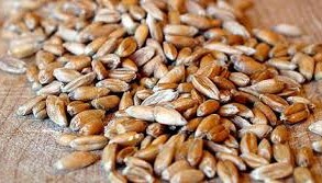 Τι έτρωγαν οι Αρχαίοι Έλληνες και ήταν τόσο έξυπνοι;