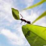 Μπορούν τα μυρμήγκια να μας σώσουν από την κλιματική αλλαγή;