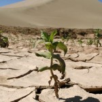 Καλλιέργεια φυτών στην έρημο η λύση στην κλιματική αλλαγή