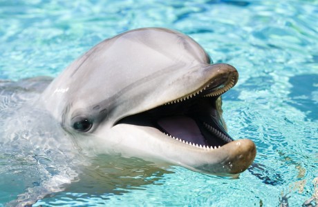 dolphin
