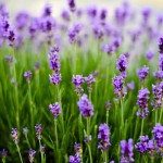 1ο Φεστιβάλ Βοτανοθεραπείας: Η χρήση των βοτάνων στα πλαίσια της αυτοδιαχείριση της υγείας