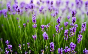 1ο Φεστιβάλ Βοτανοθεραπείας: Η χρήση των βοτάνων στα πλαίσια της αυτοδιαχείριση της υγείας