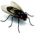 Πώς θα κρατήσετε τις μύγες μακριά από το σπίτι