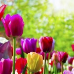 Μπορείς να κόψεις όλα τα λουλούδια…