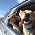 Γιατί οι σκύλοι λατρεύουν να βγάζουν το κεφάλι τους έξω από το αυτοκίνητο;