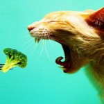 Πώς θα γίνεις Χορτοφάγος;